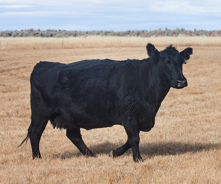FX Elderine Blackcap 5301