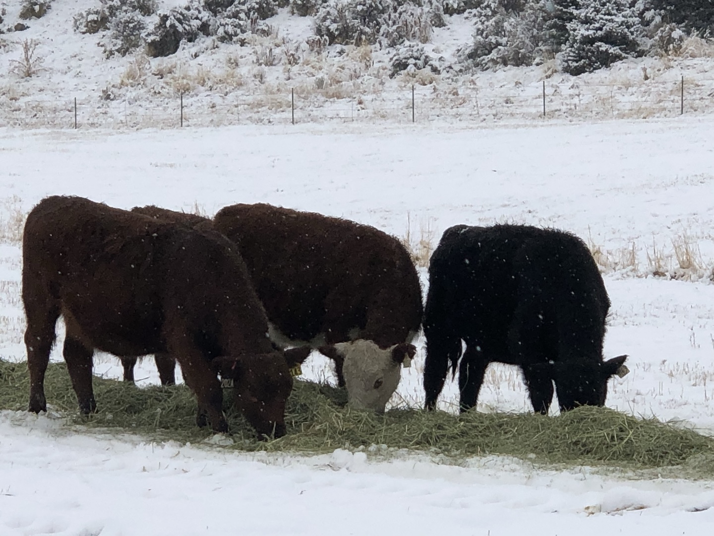 Cattle feeding in a snowy Nevada pasture