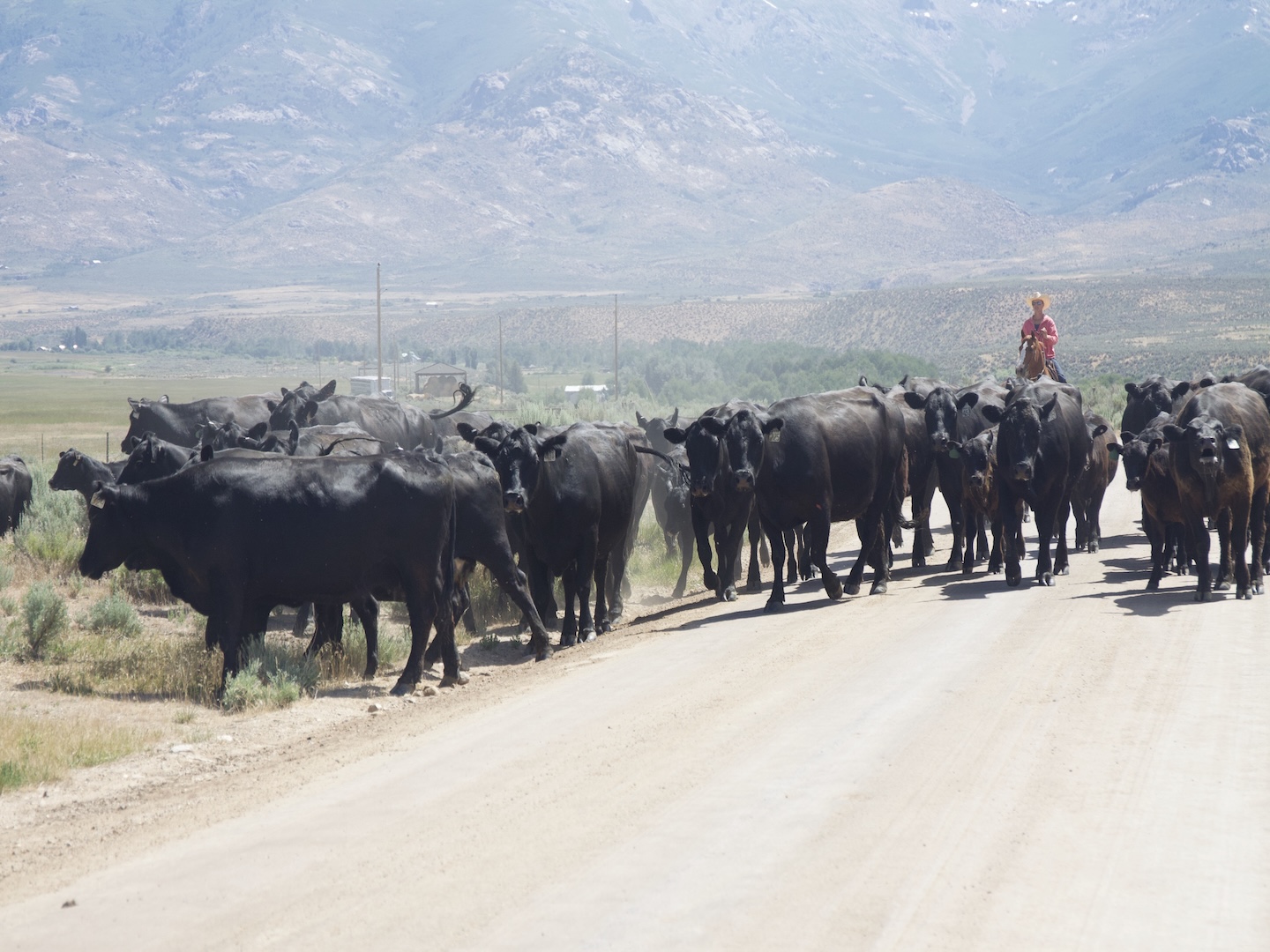A horseback rancher moving cattle along a Nevada road
